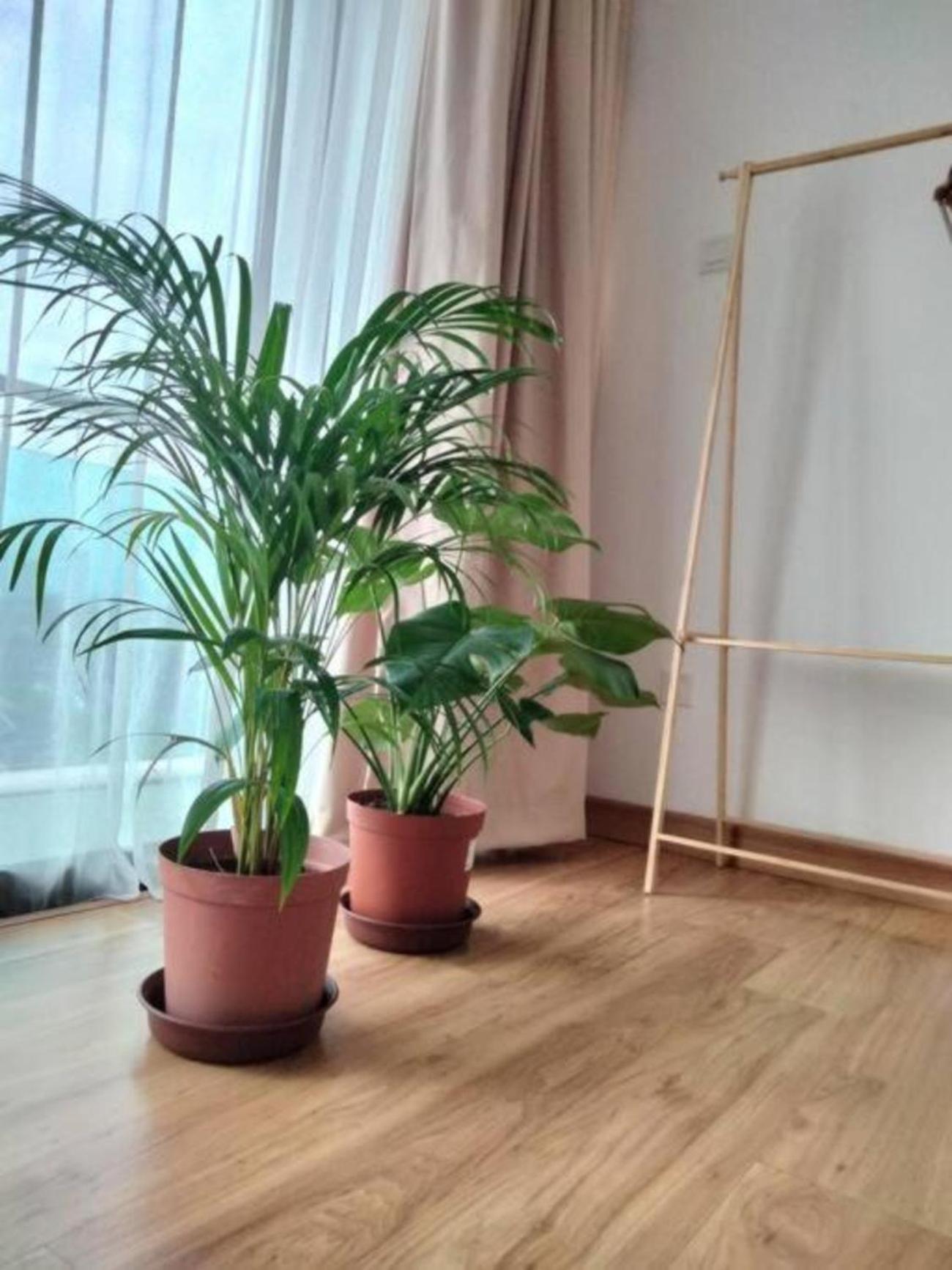03 Palazio Japanese Style Mount Austin Wifi & Netflix *